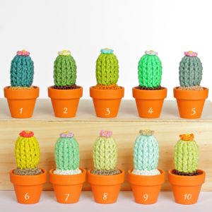 Petits cactus fleuris