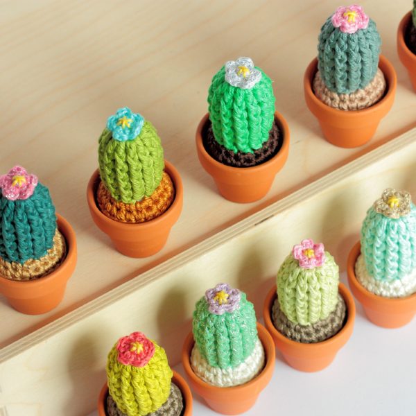 Petits cactus fleuris