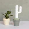 Cactus du désert