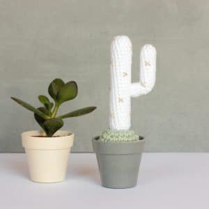 Cactus du désert